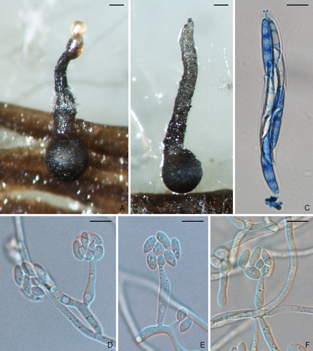 Magnaporthiopsis poae An Emonograph of the Fungal Order