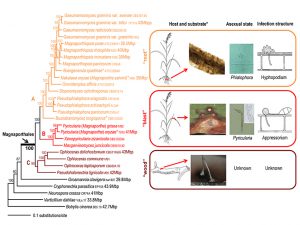 Taxonomy and phylogeny An Emonograph of the Fungal Order